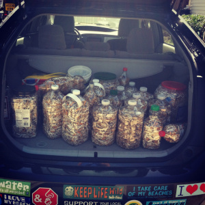 Bags of collected cigarette butts.