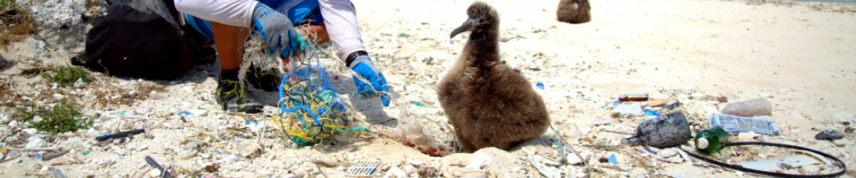 Albatross chick in the sand by debris