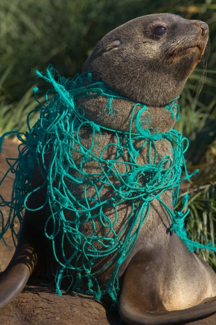 A sea lion tangled in rope.