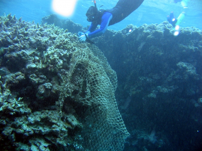 A net caught on a large coral with a snorkler working to remove it.