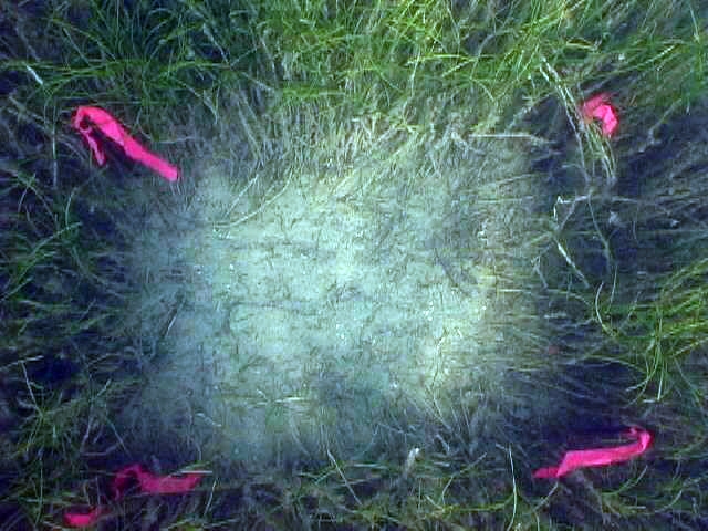 A bare patch of sand, surrounded by sea grass.