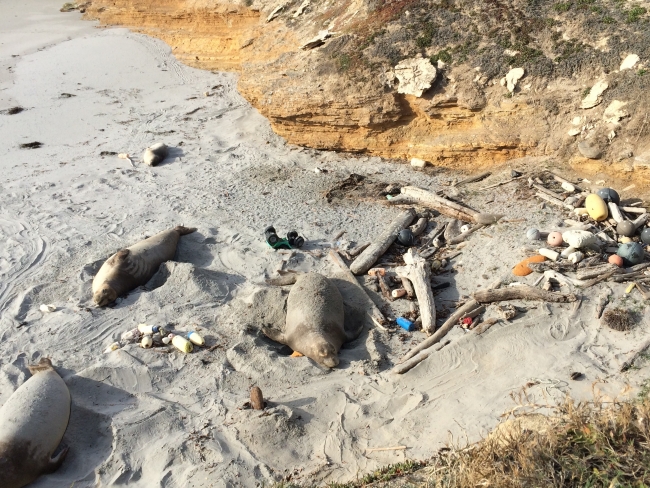 Three juvenile elephant seals hang out on top of marine debris on a beach.