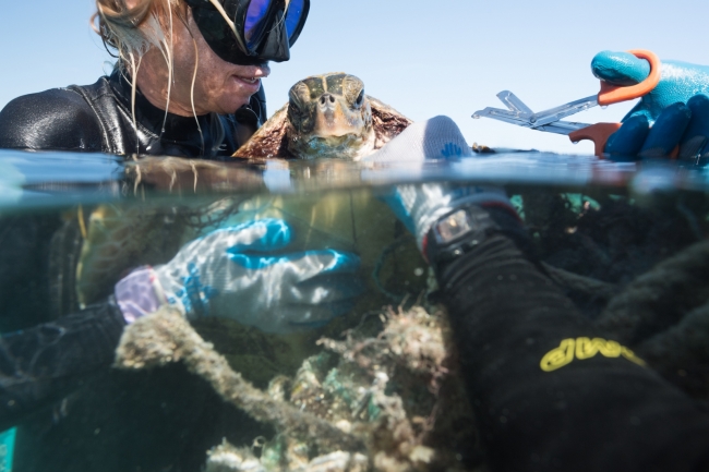 Two divers work to free a sea turtle from entangled marine debris.