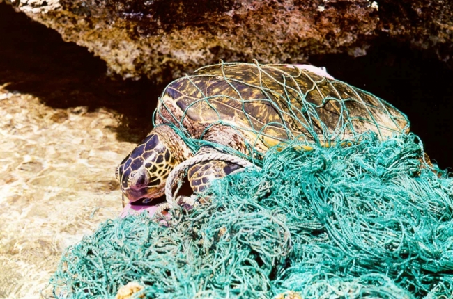 A sea turtle is entangled in a large, green fishing net.