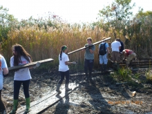 Volunteers carrying lumber through a marsh.