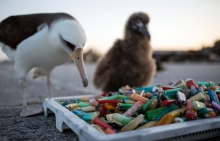 An adult albatross and chick looking at a pile of plastic lighters.