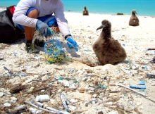Disentangling an albatross chick from marine debris. (Photo Credit: NOAA)
