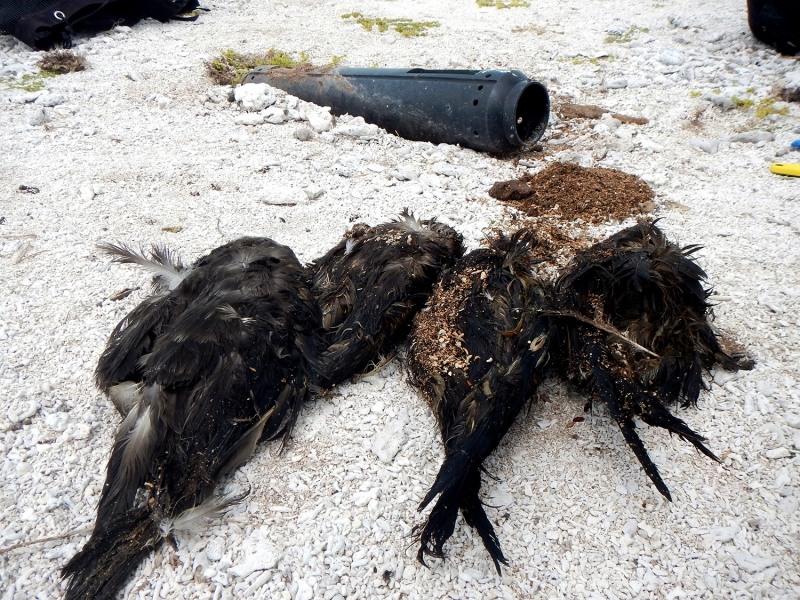 Even a single piece of derelict fishing gear or debris can have a major impact on marine wildlife and sea birds. This one eel-cone/hagfish cone trap killed four wedgetail shearwater birds when they crawled in and could not escape. The Marine Debris team arrived in time to rescue one of the wedgetail birds from the trap.