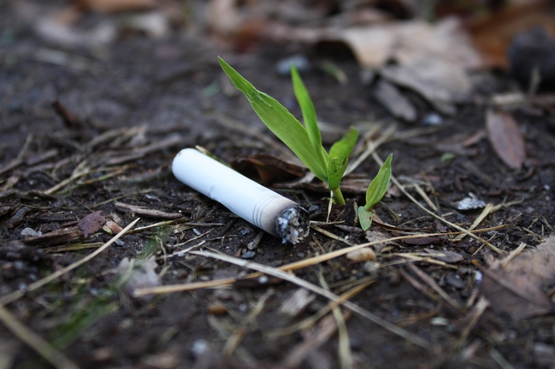 Cigarette butt next to sprouting plant.