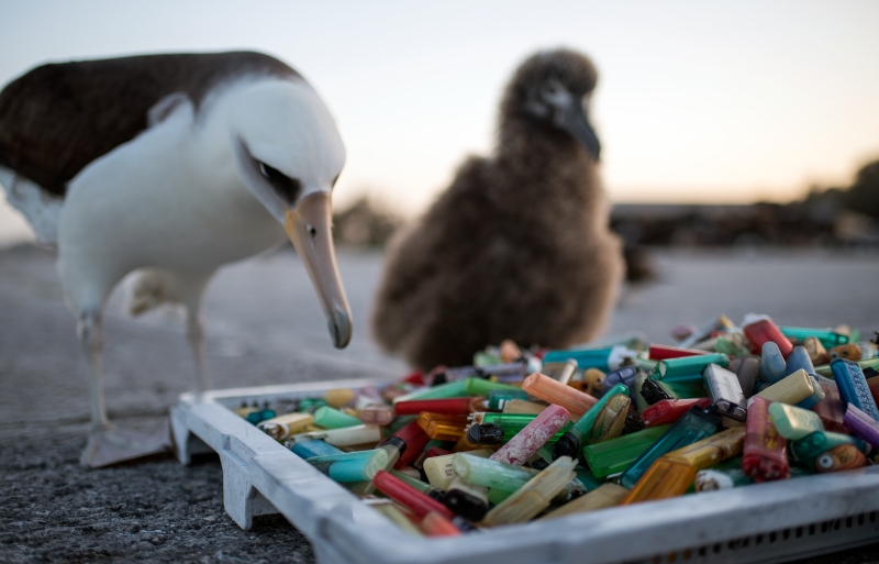 An albatross and chick looking at a bucket of disposable lighters.
