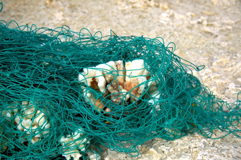 Pieces of coral stuck in a fishing net. 