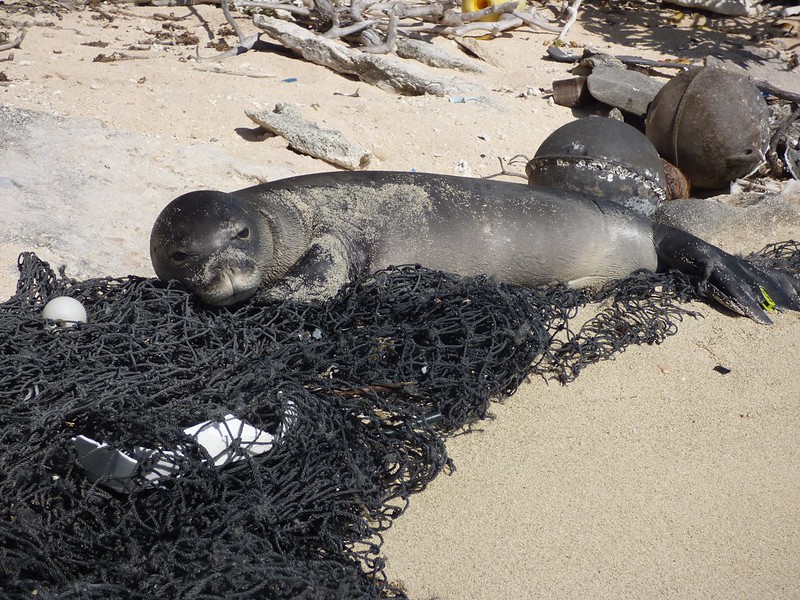 A monk seal laying on a beach with a derelict fishing net.