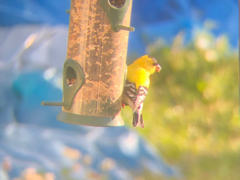A bird sitting on a bird feeder.