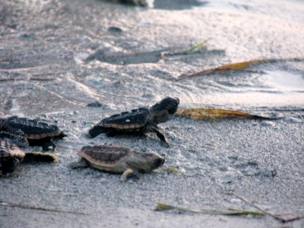 Loggerhead sea turtle hatchlings crawling on the beach.