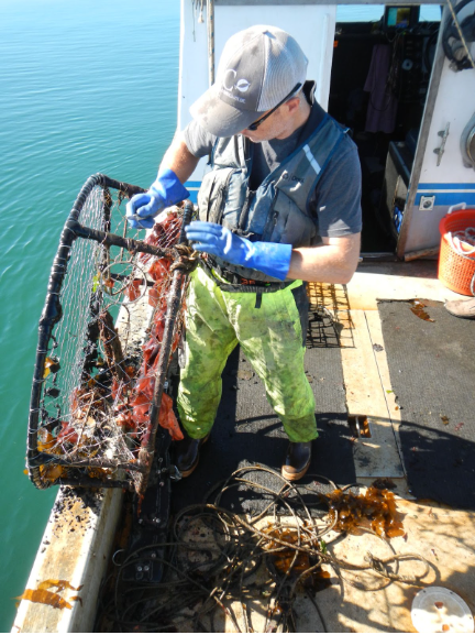 A team member pulls a derelict crab pot aboard a boat.