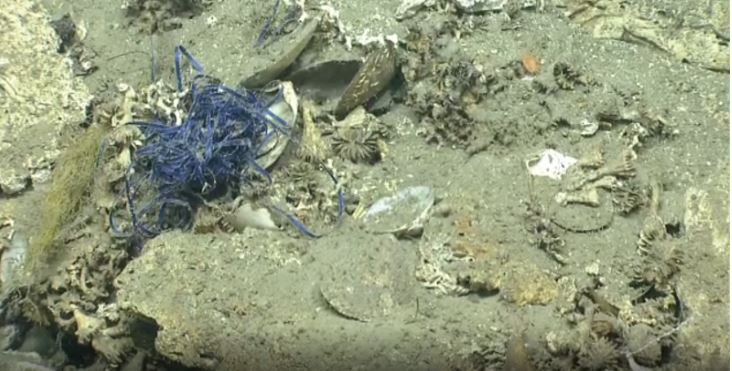 A photo of a sandy bottom that is located deep in the ocean. There is a balloon ribbon wrapped around coral.