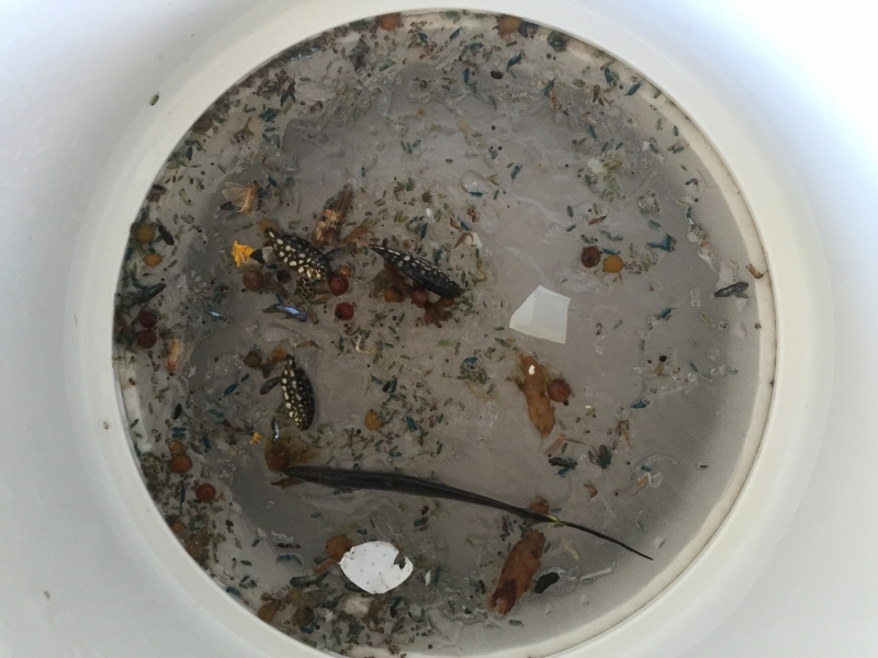 Sample of microplastics under a microscope. Fish visible. 