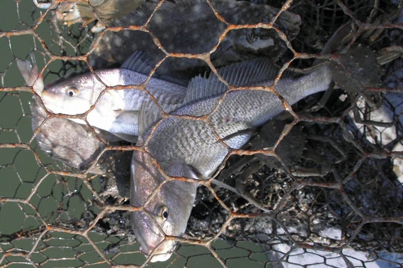 Fish caught in a derelict trap. 