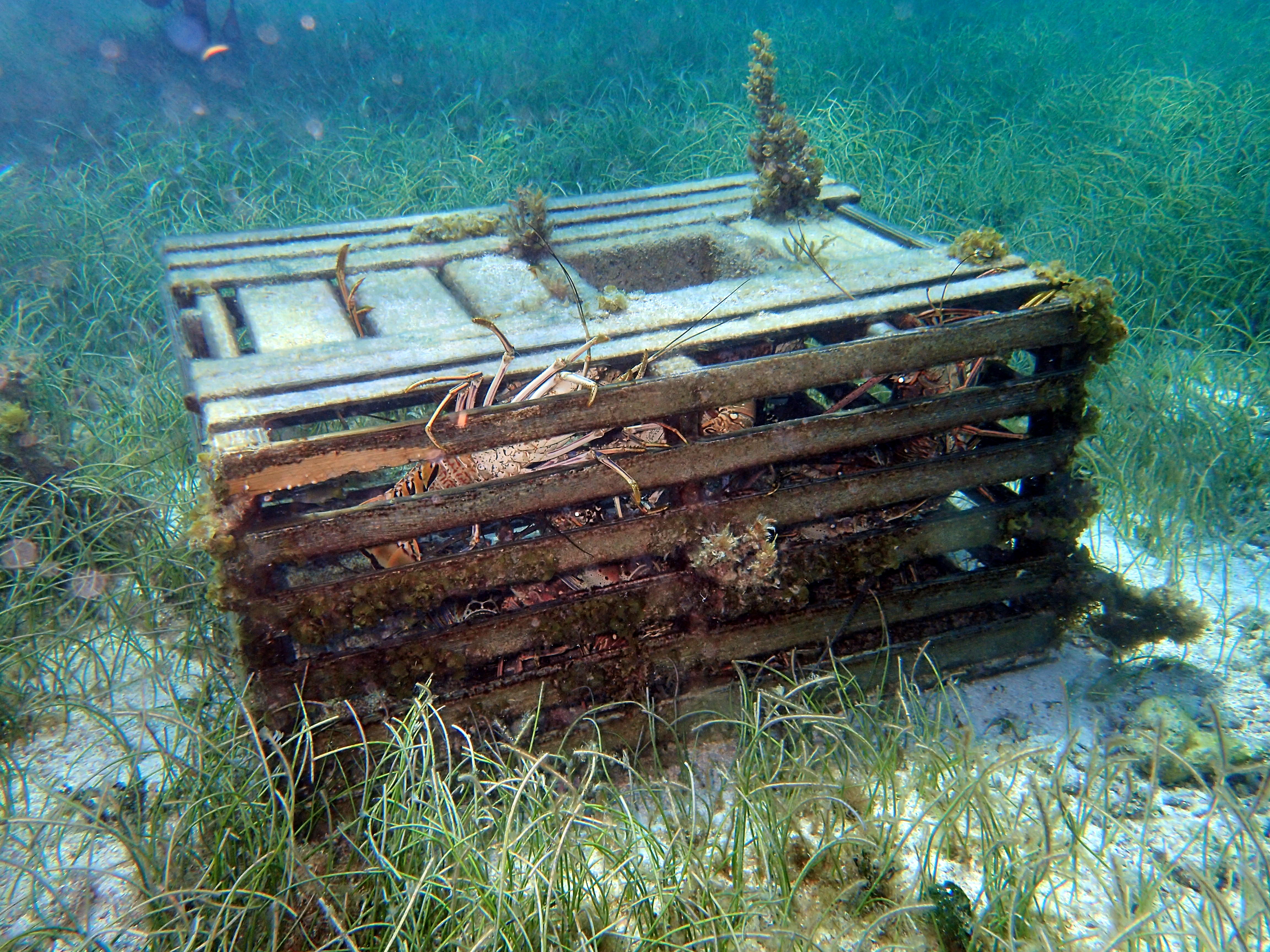 A derelict lobster trap at the bottom of the seafloor.