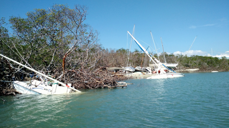 Boats piled up and stranded in mangroves along a shoreline.