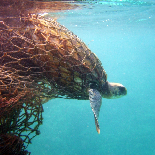 A sea turtle entangled in a derelict net.