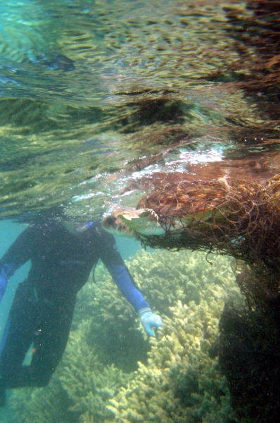 A snorkeler checks out the extent of the sea turtle's entanglement.