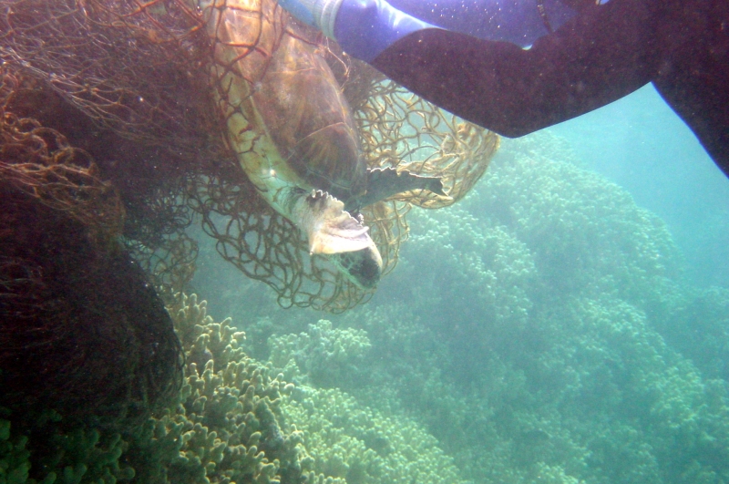 An entangled sea turtle is freed by NOAA snorkelers.