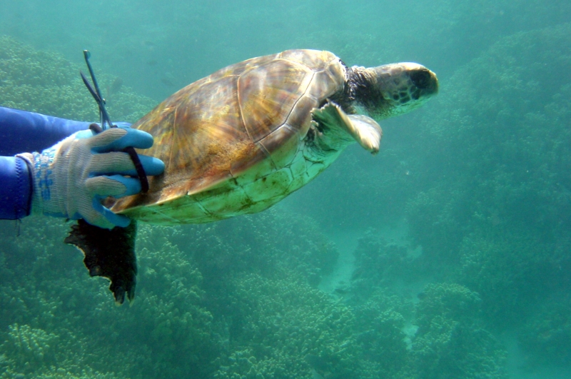 Finally free from entanglement, a sea turtle is released back into Hawaiian waters.