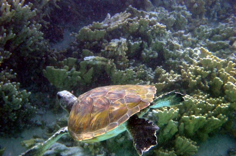 A sea turtle swims away after being released from entanglement by NOAA snorkelers.