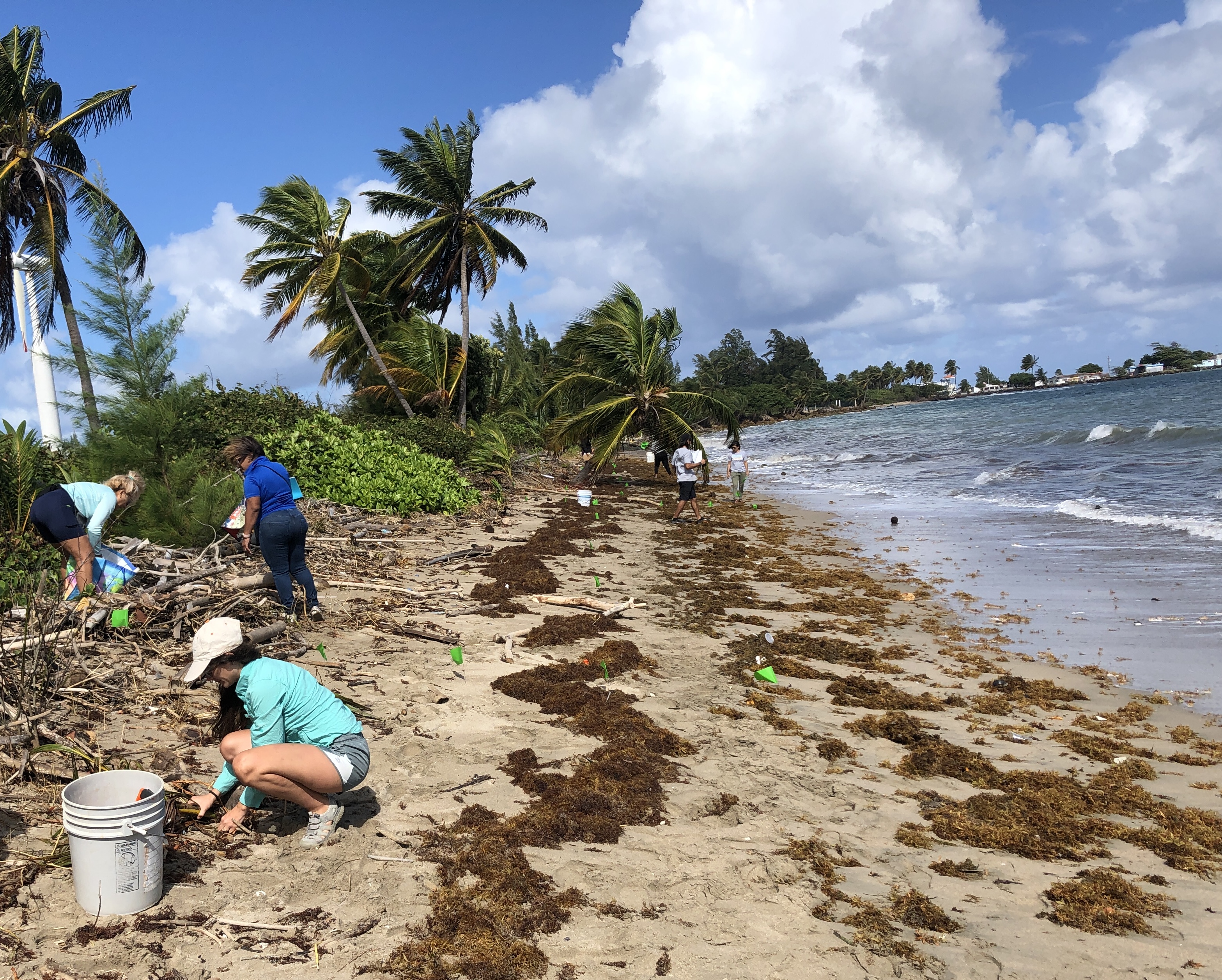 Volunteers collecting marine debris along a shoreline lined with palm trees.