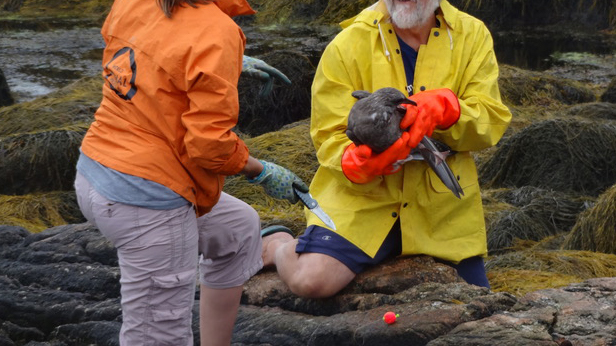 Professionals unwrapping debris from the leg of a seabird.