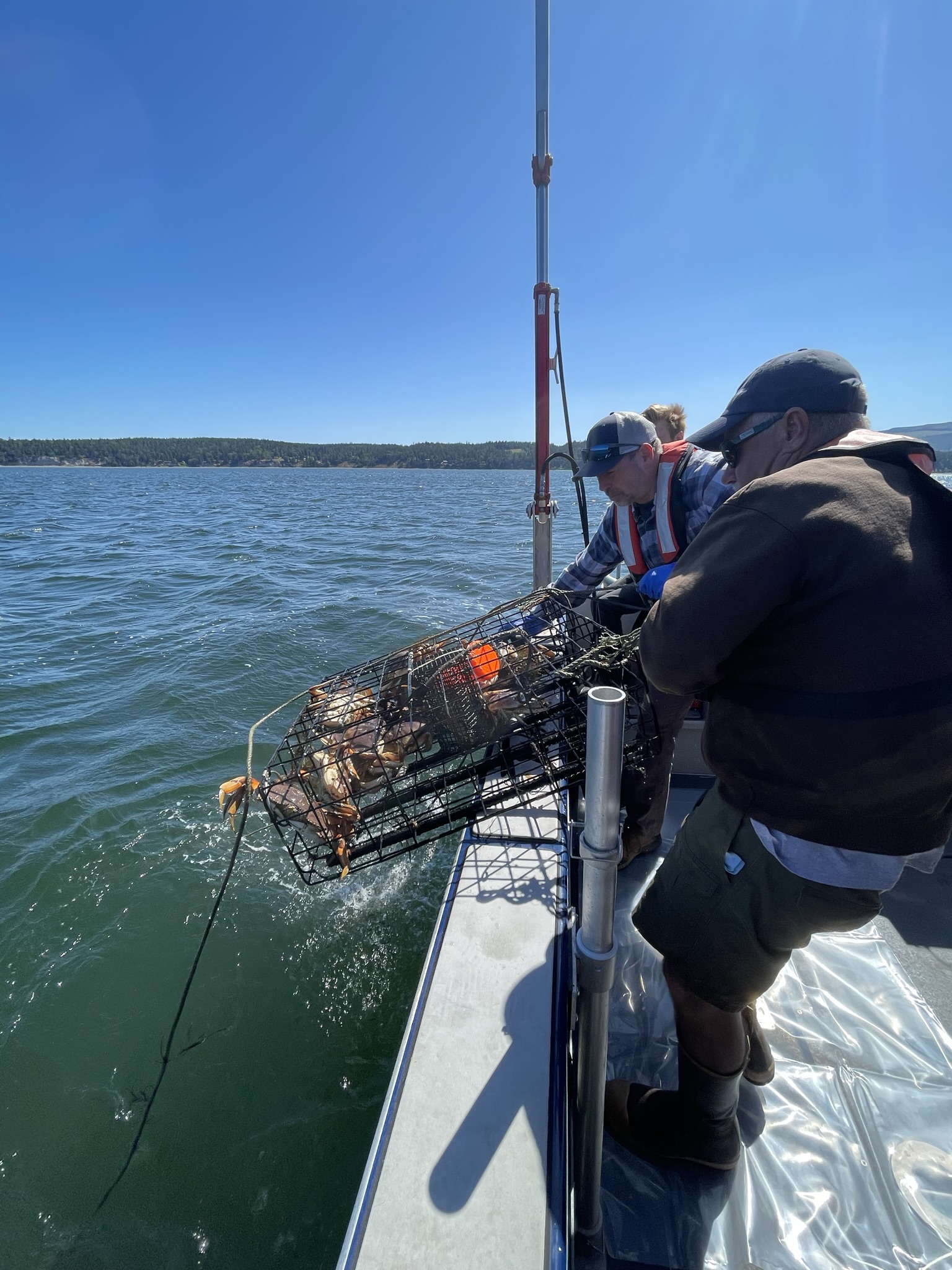 People pull a crab pot onto a boat. 