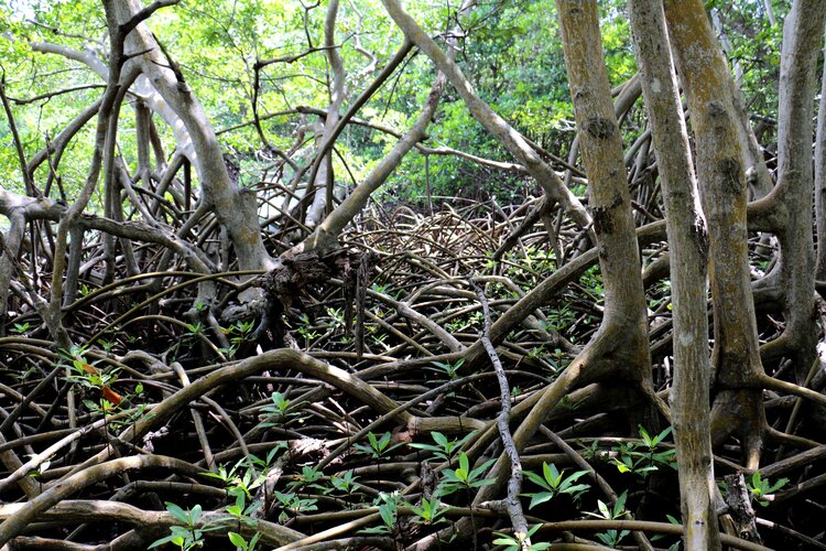 Mangrove roots above the ground.