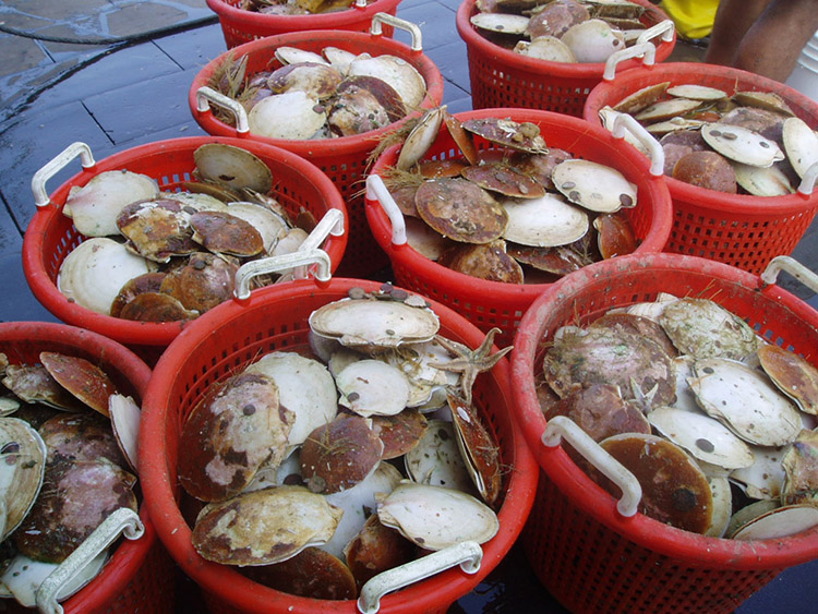 Buckets of sea scallops