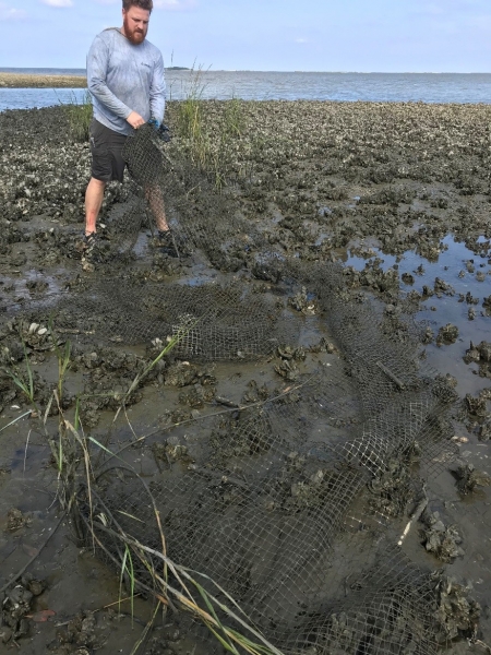 Volunteer removing clam cover netting