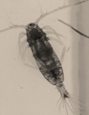 A microscope image of a copepod.