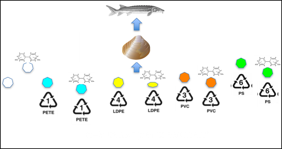 Figure showing various experimental groups fed to clams, which are then fed to sturgeon.