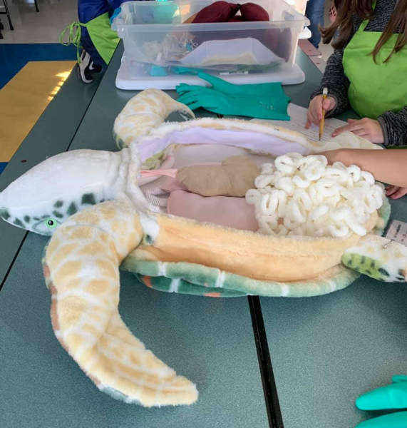 Stuffed toy sea turtle used for dissection.