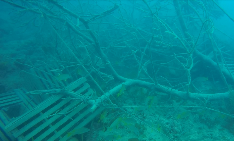 Broken lobster traps and branches. 