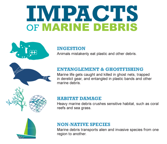 impacts-of-marine-debris-the-struggle-for-marine-animals-or-r-s