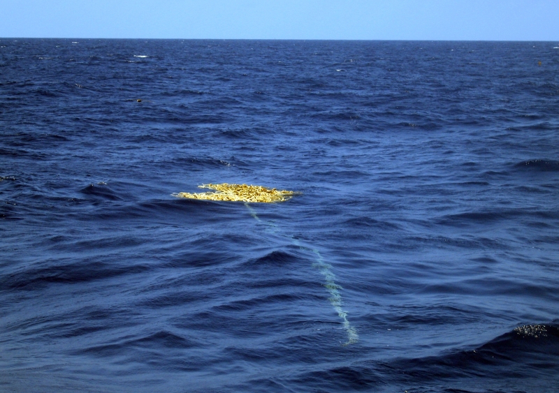 A floating derelict net.