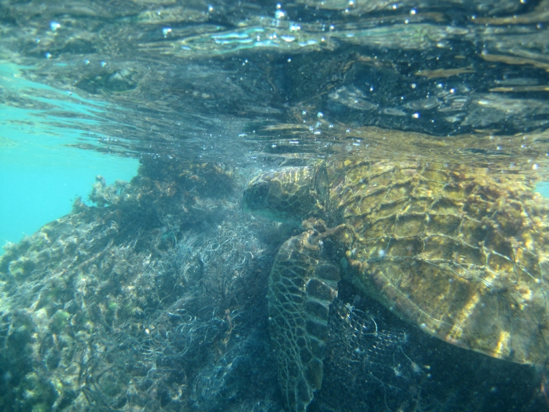 A green sea turtle entangled in nets.