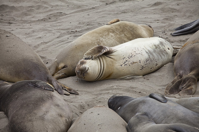A seal takes a nap on the beach.