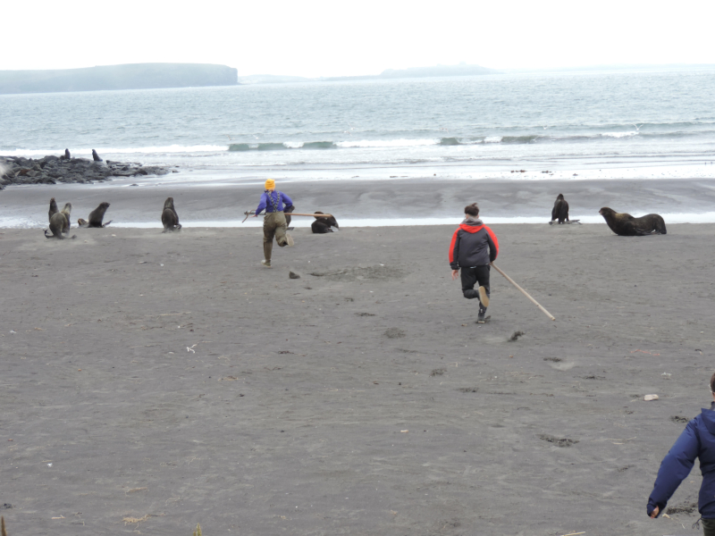 Team members run down a beach to pursue seals for disentanglement.
