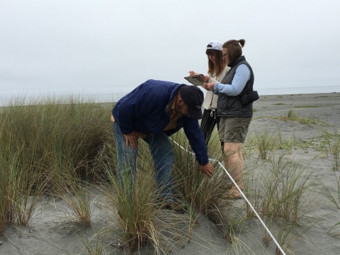 A group of people looking at data forms and scanning the beach for debris along a transect line.