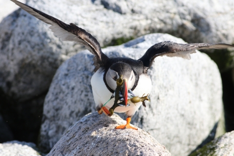 An Atlantic puffin carrying fish, kelp, and a plastic piece.