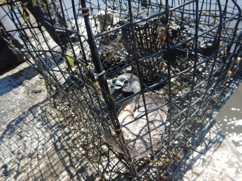 A close up image of a bird trapped inside a crab pot that was released alive. 