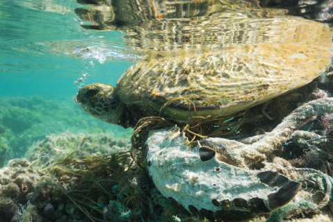 A Hawaiian green sea turtle's fin entangled in a derelict fishing net. 