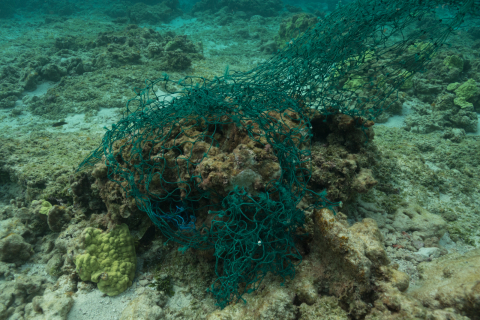 A net caught on a reef.