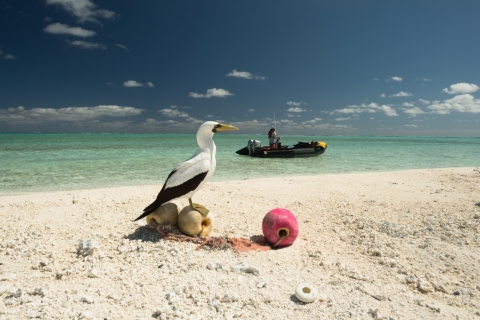 A masked booby sits on top of a derelict float from fishing gear.